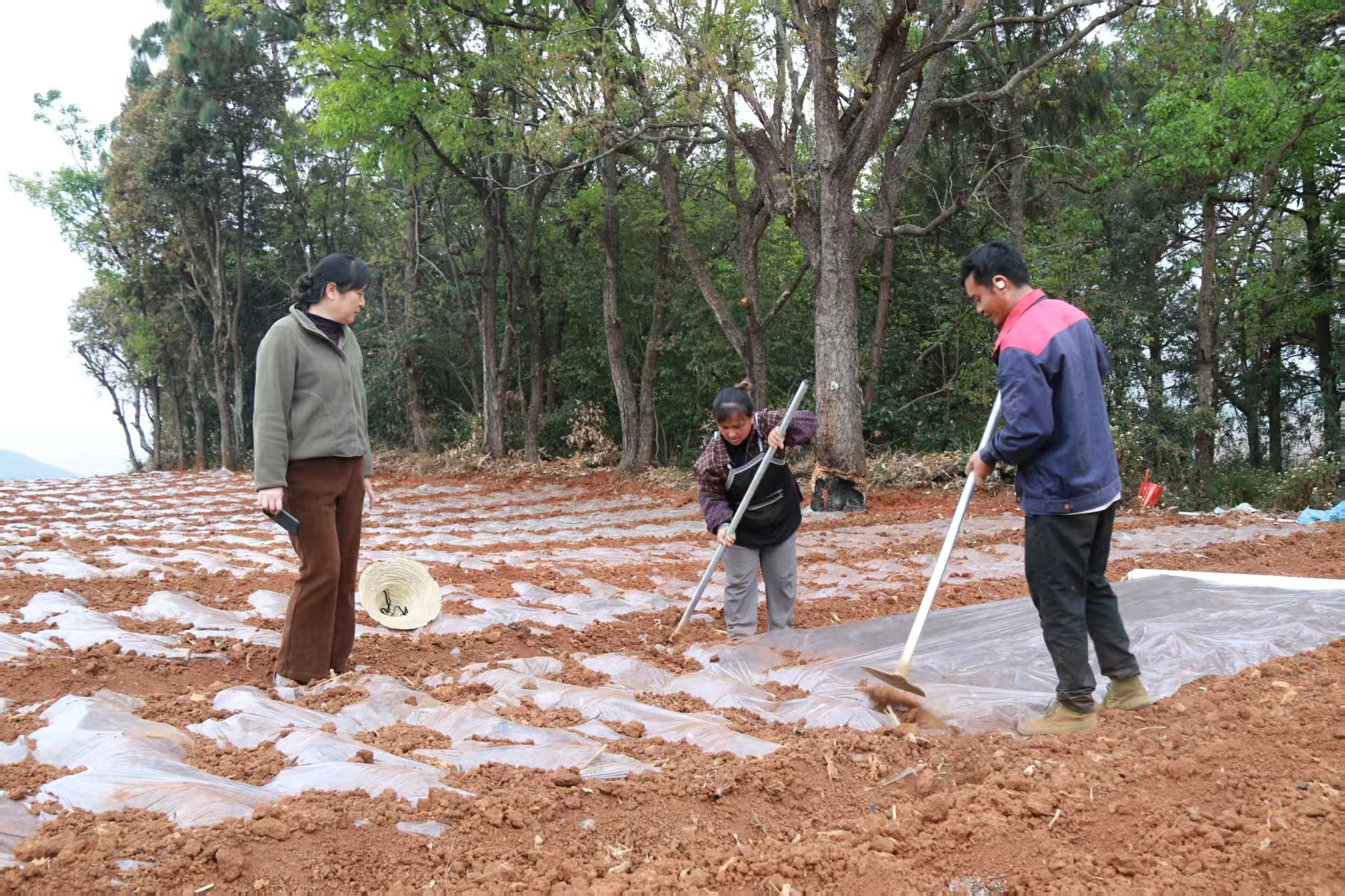 硯山春耕好時節  農技人員田間地頭「把脈」忙