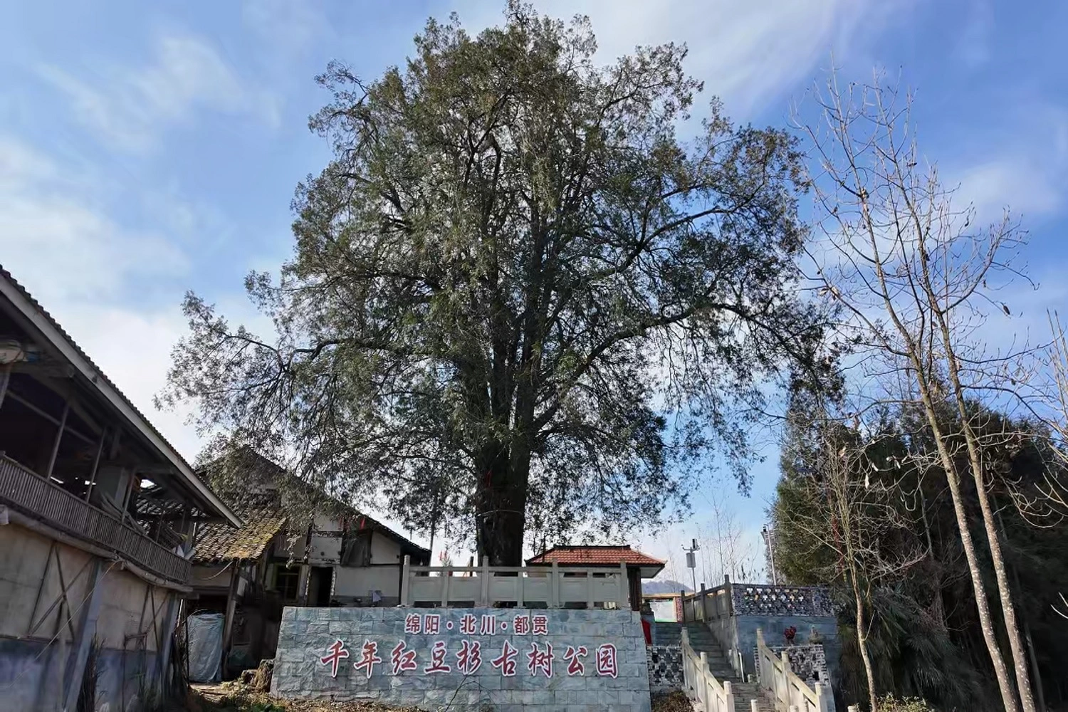 精準守護219棵「綠色活化石」 北川千年古樹重煥新機見證生態文明