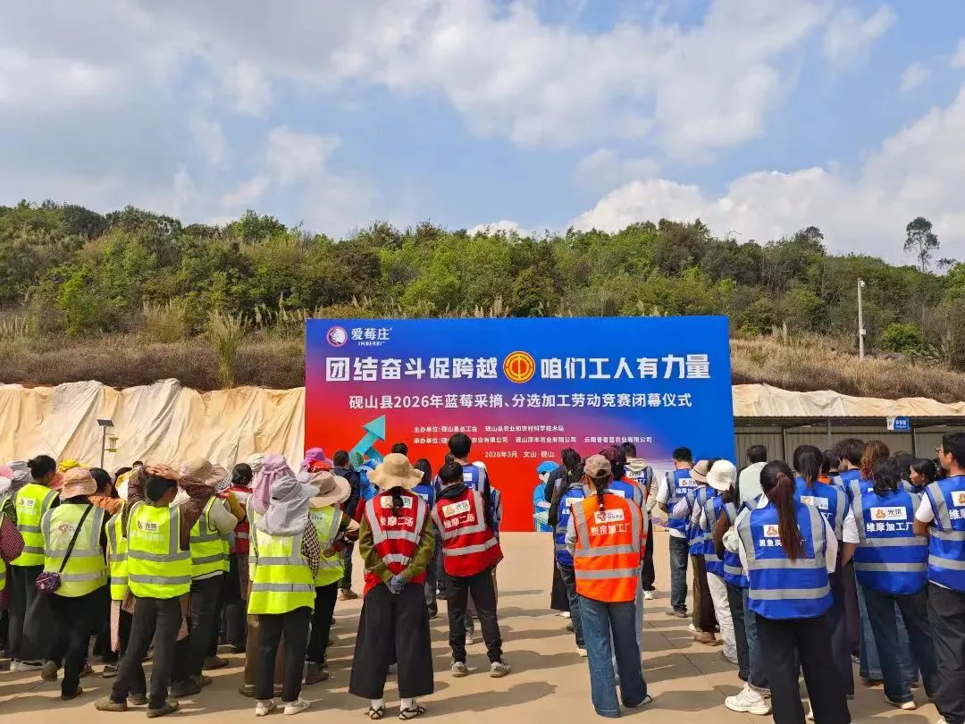 4000人同台競技  硯山以勞動競賽賦能藍莓產業高質量發展