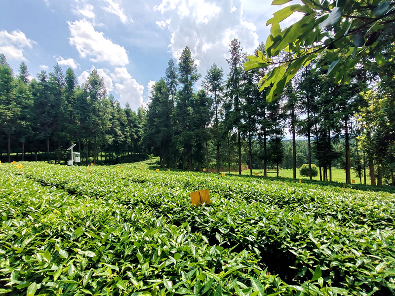 湘品出海 閃耀世界|湖南紅茶出口量連續多年位居全國第一