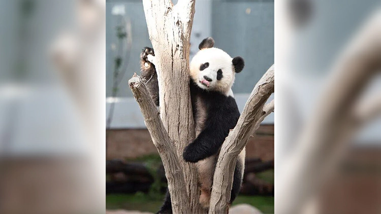 卡塔爾大熊貓館負責人：「京京」和「四海」狀況良好 食物供應充足