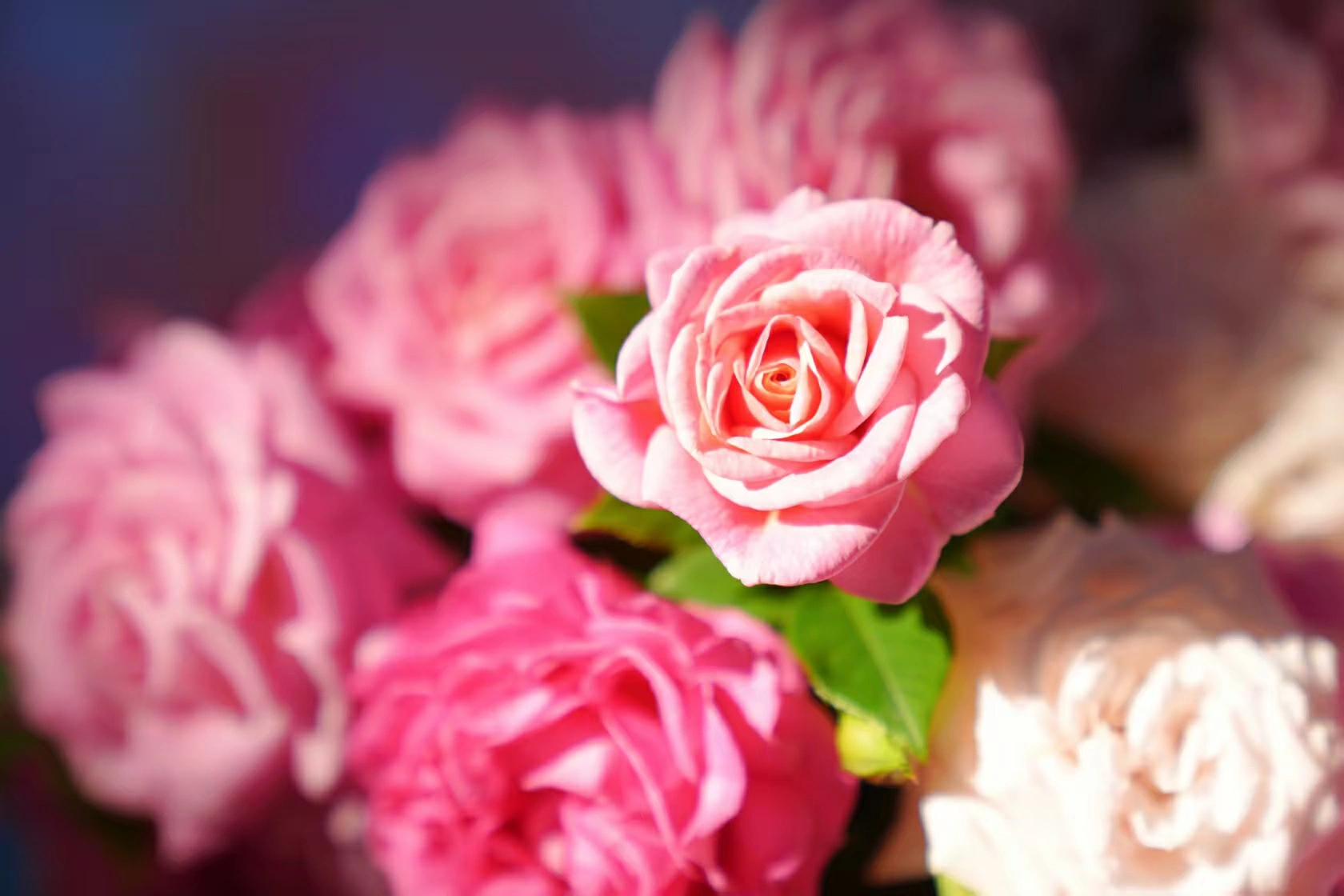 呈貢斗南：鑄牢雲花「中國芯」 綻放雲花「中國風」