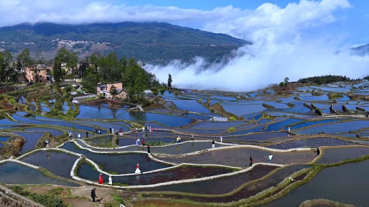 紅河元陽愛春藍色梯田