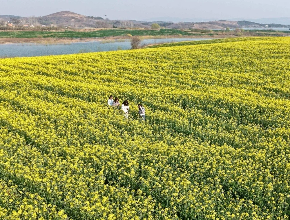 安徽巢湖：千畝油菜花鋪就金色致富路