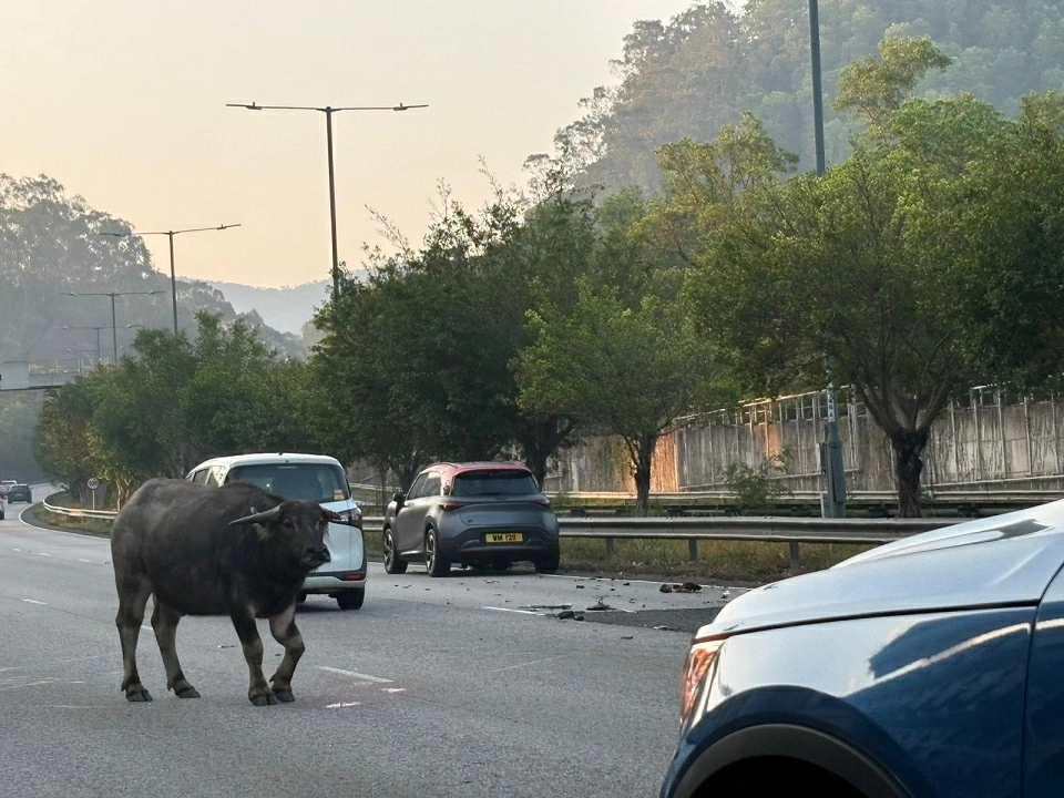 有片︱元朗牛隻闖青山公路捱撞 路面封閉交通受阻