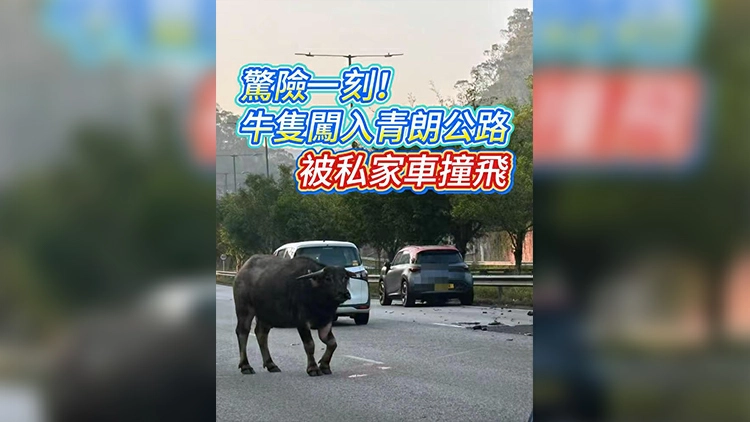 有片 | 驚險一刻！牛隻闖入青朗公路 被私家車撞飛