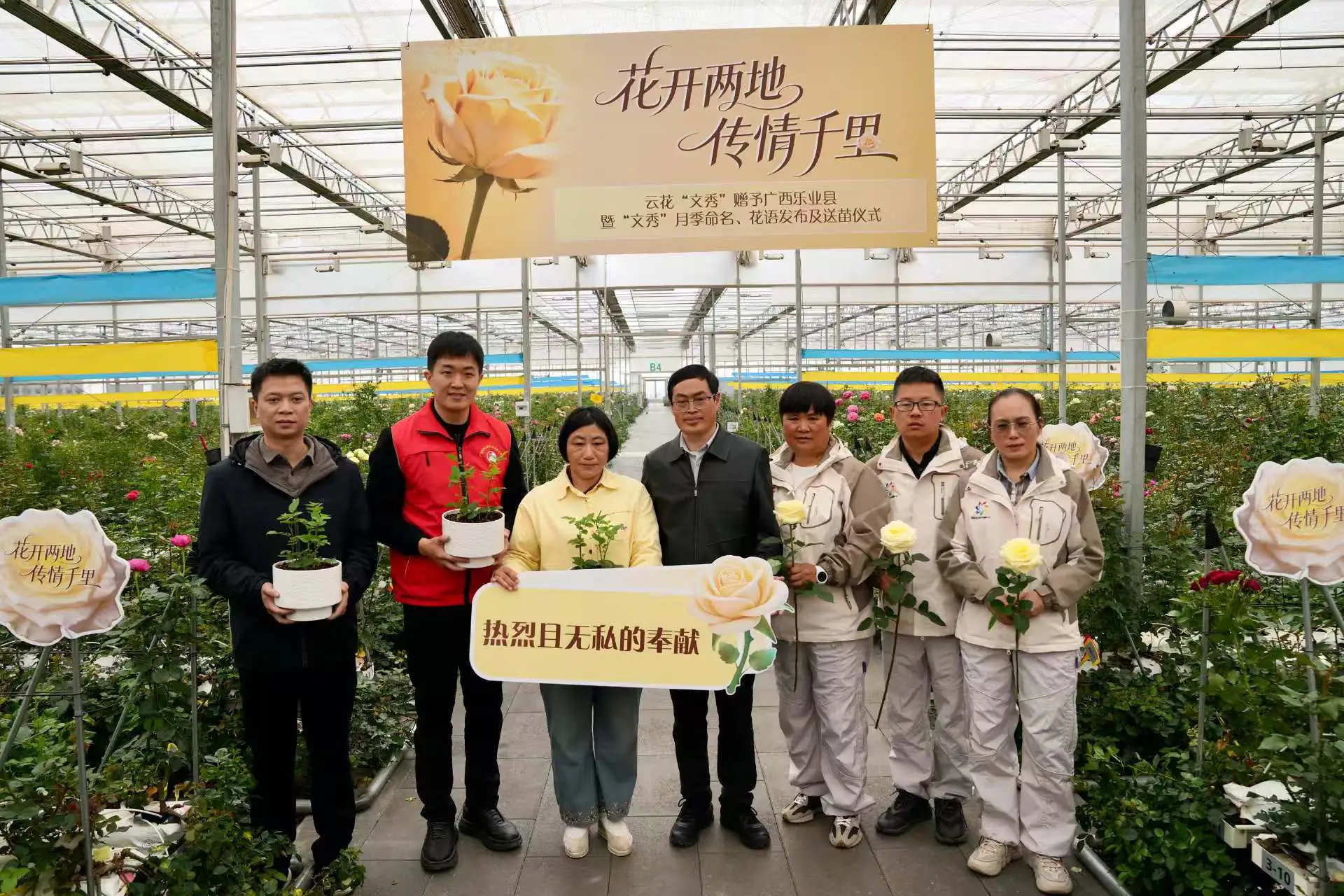 花開兩地傳情千里 雲花「文秀」月季命名暨送苗儀式在昆明呈貢舉行