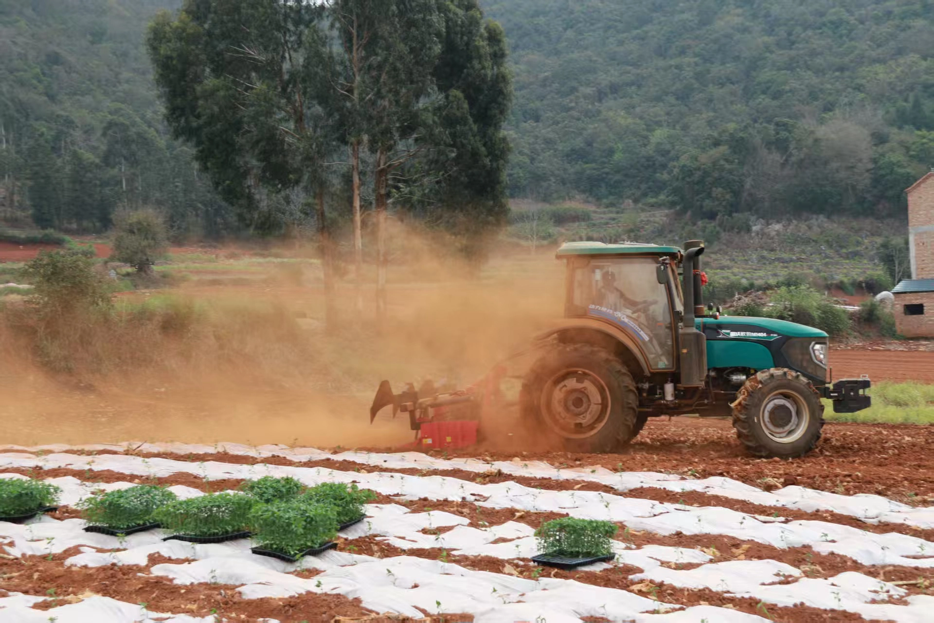 春耕進行時，硯山農戶搶抓農時栽下「致富苗」!