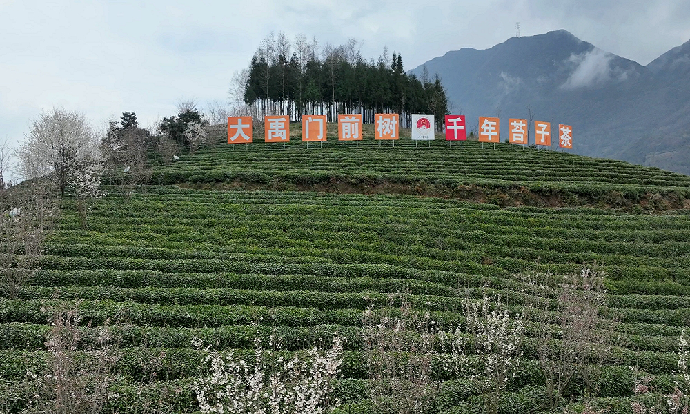 預計今年產值3.2億元 四川北川春茶產銷兩旺助農增收