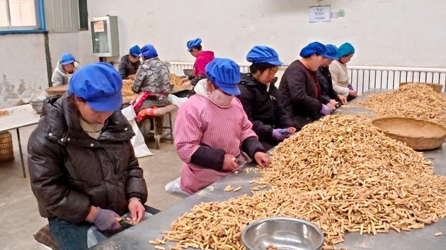 甘肅岷縣：「精深加工+雙線拓市」做強中醫藥全產業鏈