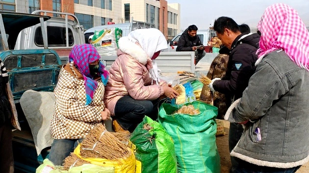 甘肅岷縣：育好「一株苗」築牢中藥材產業「芯片」根基