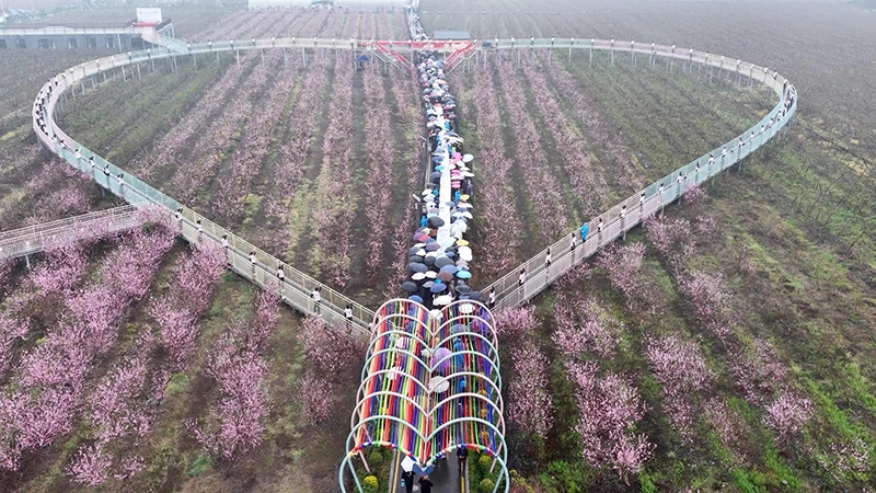 一朵桃花聚人氣 四川綿竹富新春日經濟煥生機