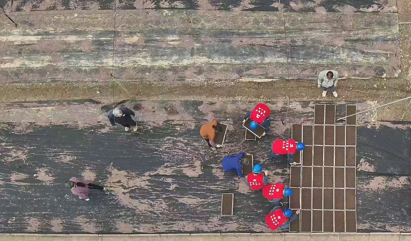 桂容縣：機械化育秧提質增效 秧苗成活率超98%