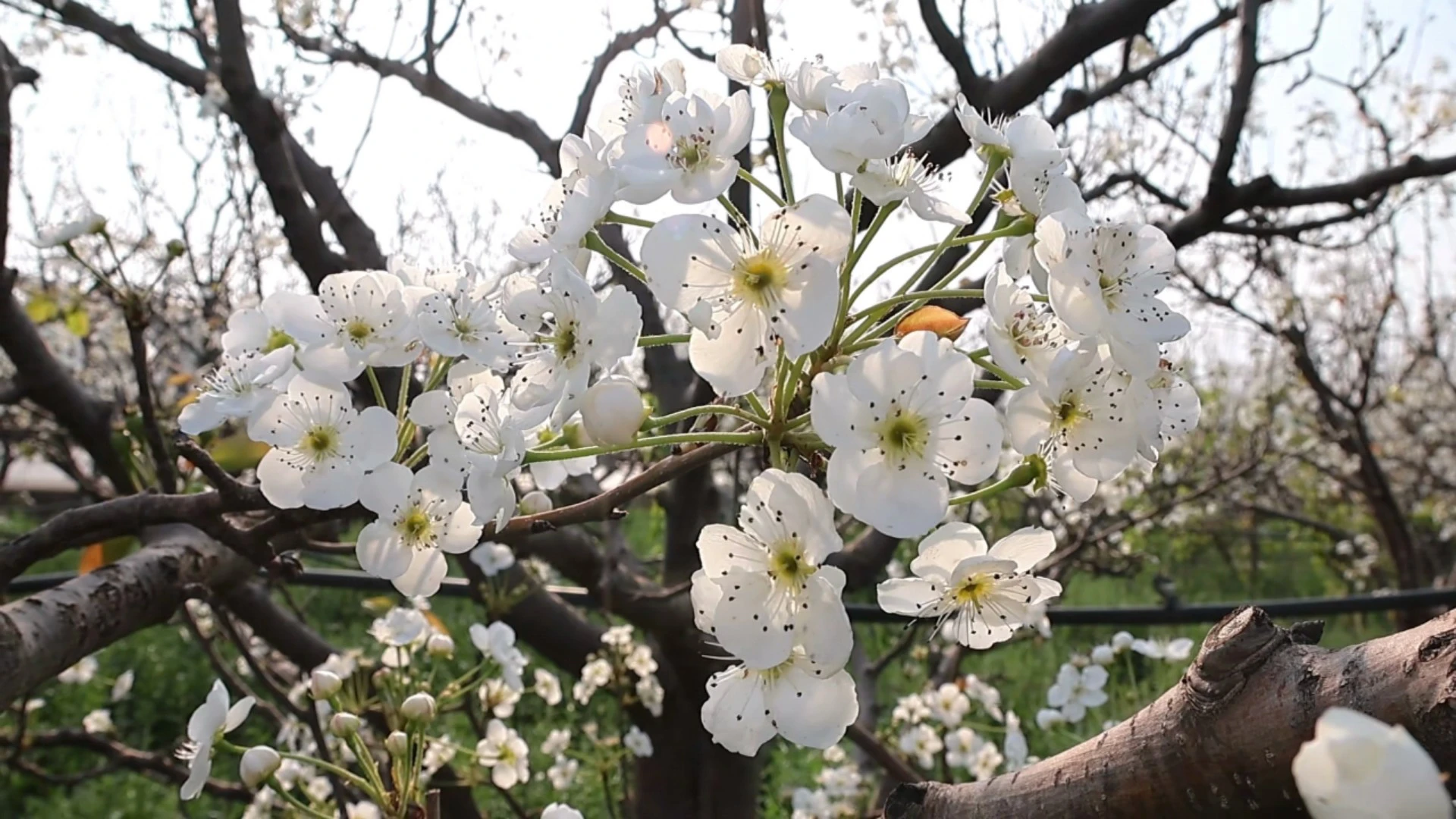 雲南硯山：春日限定浪漫!梨花如雪蜂飛枝頭