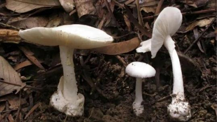 多雨滋生蘑菇 廣東近日發生多例蘑菇中毒 專家：不要心存僥幸