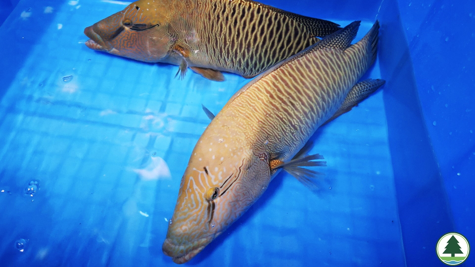 漁護署於樂富食肆檢獲兩條活生蘇眉 提醒市民勿非法管有瀕危物種