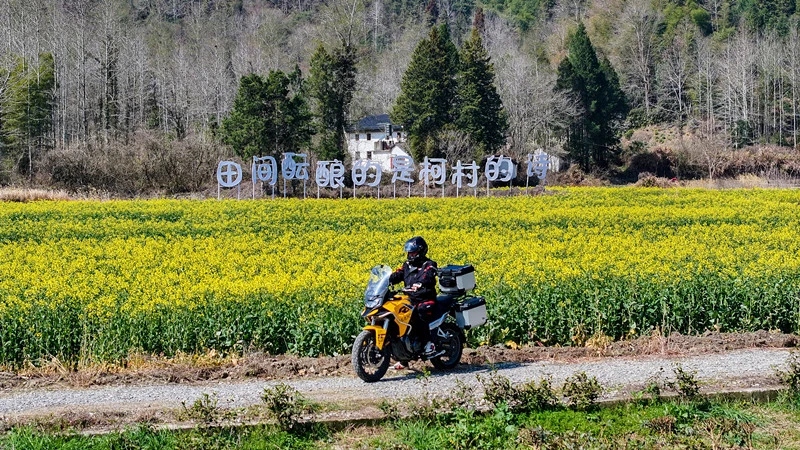 皖黟縣：第十六屆柯村油菜花賞花季21日拉帷