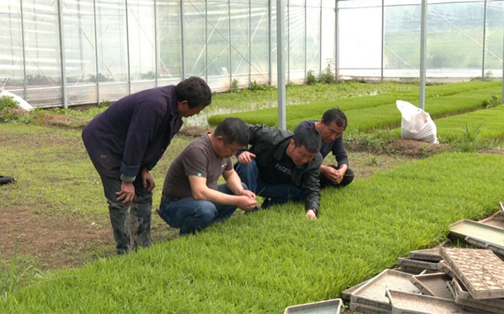 皖黟縣：機械化助力再生稻春耕