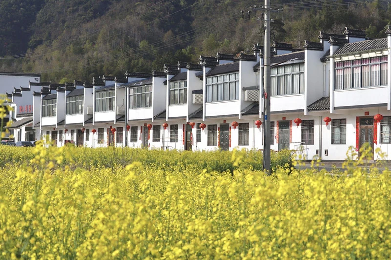 皖黟縣西遞鎮：鎏金花海上映春日浪漫