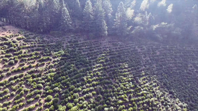 綠色防控有序推進 皖黟縣春茶採摘進入倒計時