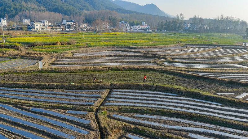 皖黟縣碧陽鎮：創新套種模式促「一地雙收」