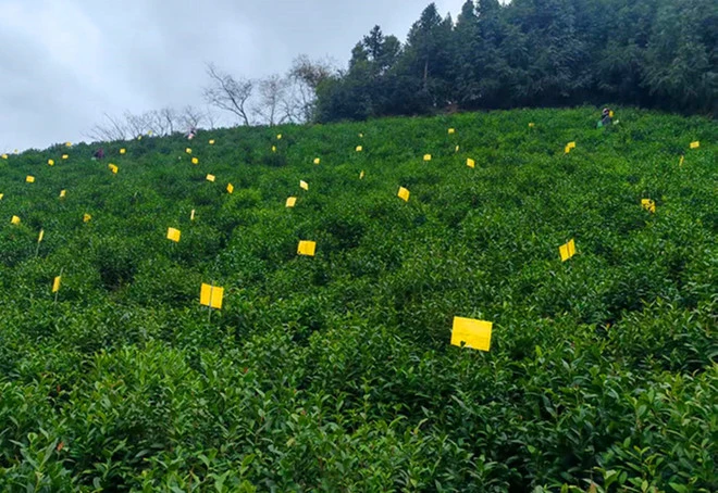 「小黃板」護航生態茶 皖黟縣宏潭紮實推進茶園綠色防控