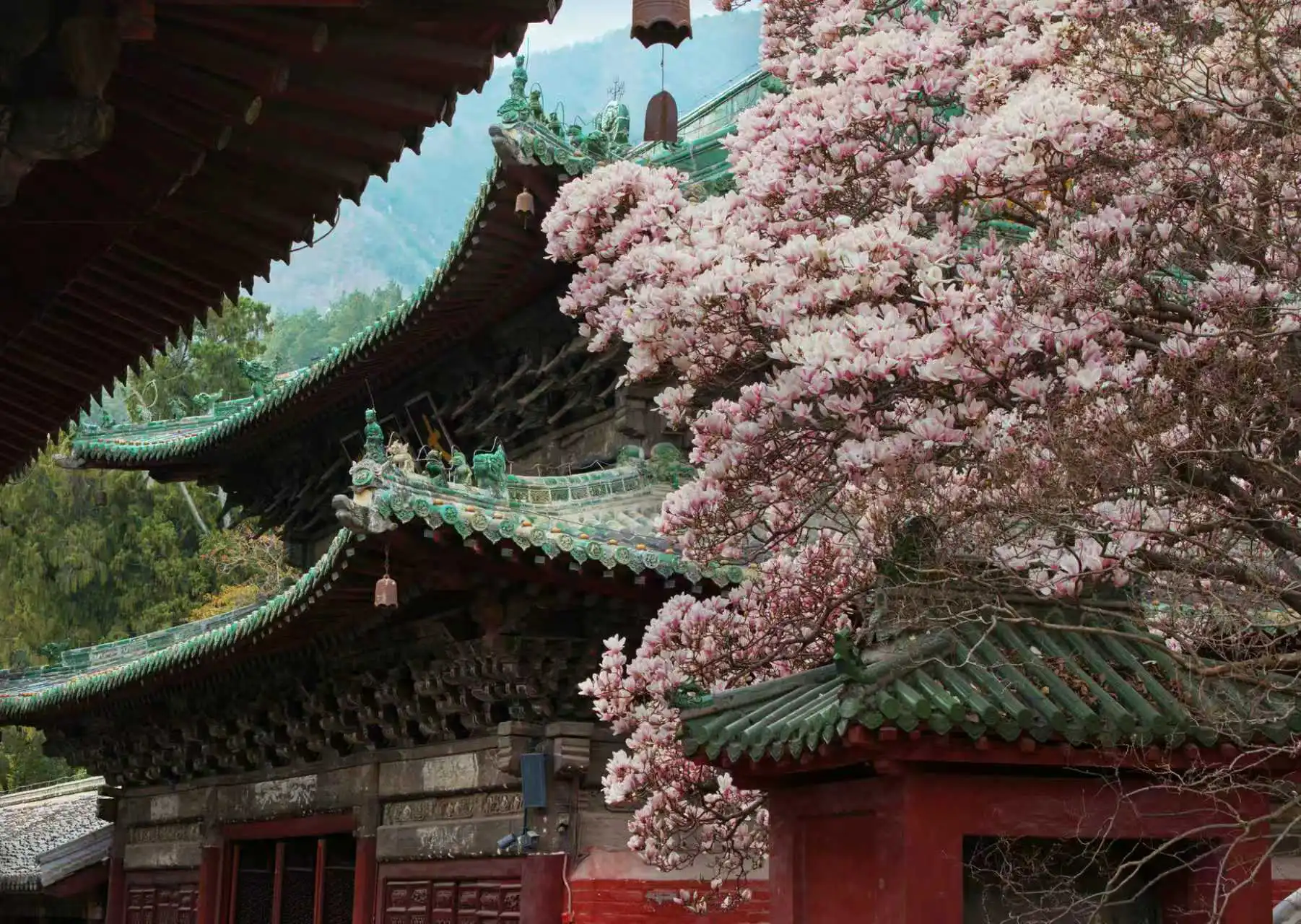 「賞花+」撬動「美麗經濟」 四川平武激活鄉村文旅消費新動能