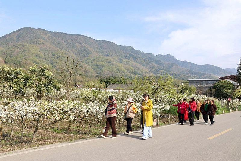 賞花趕集踏青嘗鮮 四川綿竹春季系列活動助力農文旅融合發展