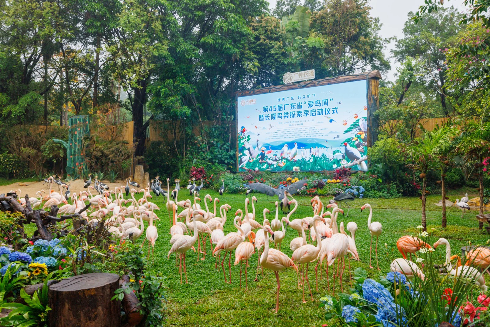 開啟沉浸式觀鳥之旅  廣東省「愛鳥周」系列活動在長隆啟動