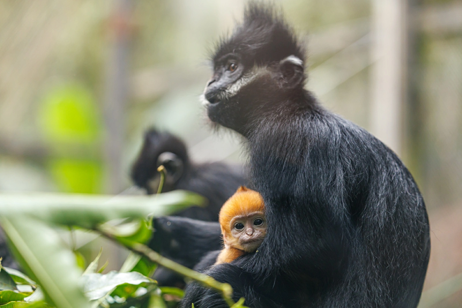 廣州長隆「萌新」黑葉猴幼崽滿月亮相