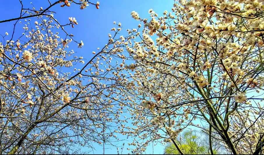 山西晉中：全域賞花季全面啟幕