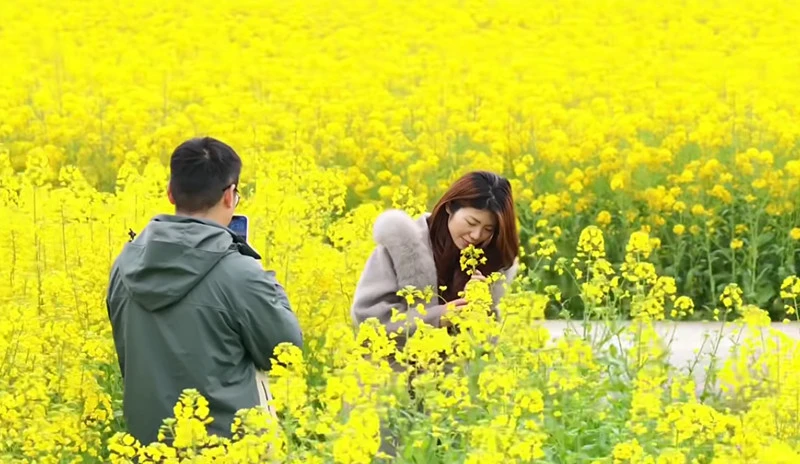 皖休寧縣：8萬餘畝油菜花「寫真」田園詩畫