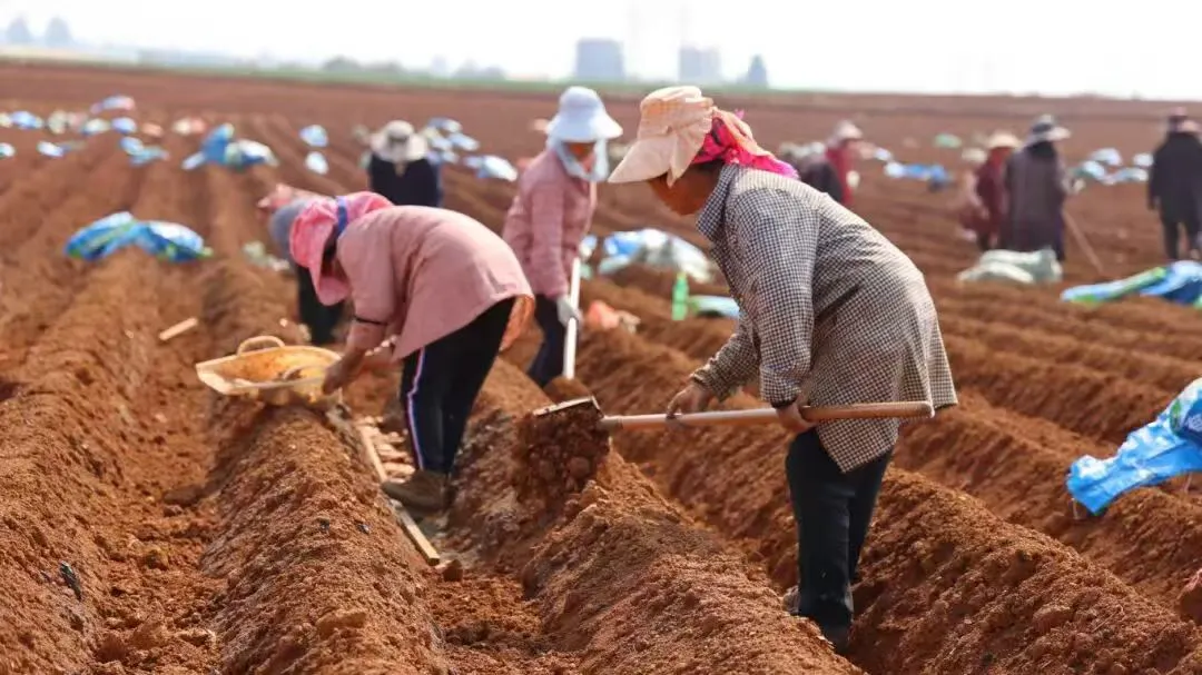 雲南硯山：科技賦能高原特色農業  生薑種植開啟「智慧模式」