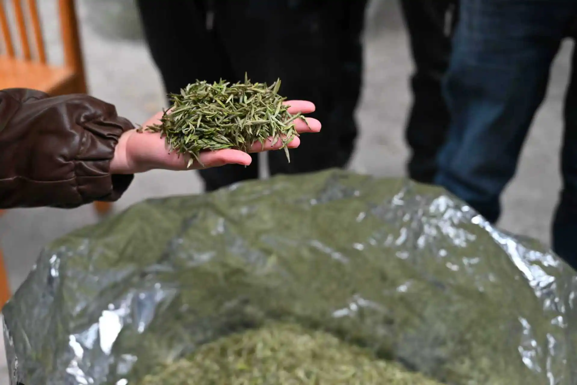 皖祁門：春茶搶「鮮」上市引茶商紛至