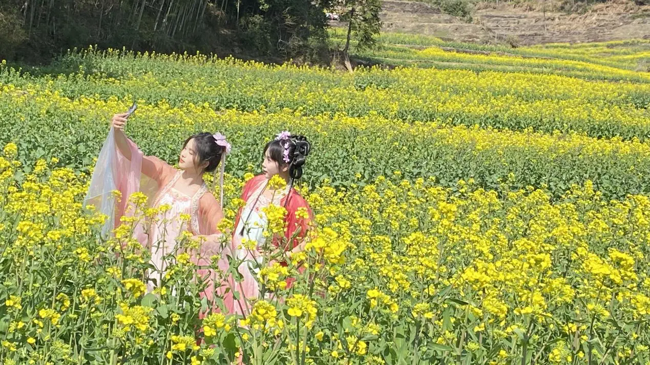 皖徽州區：大靈山千畝梯田油菜花海盛放