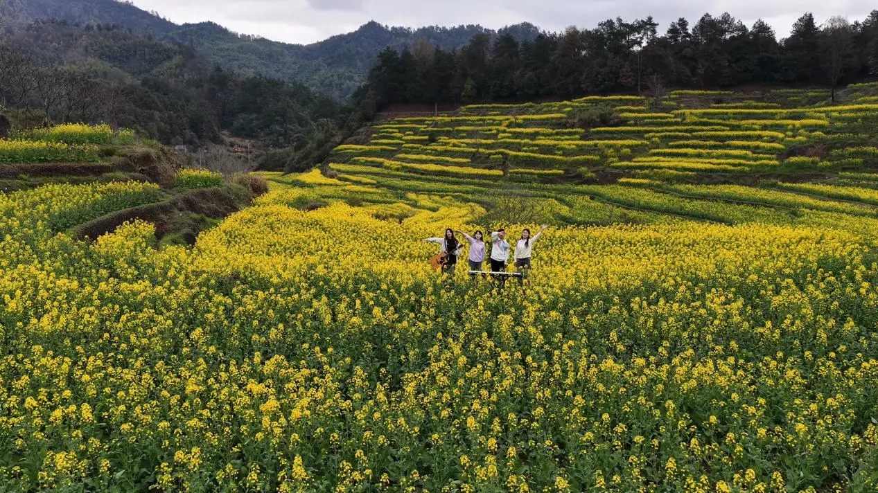 香港博主點贊靈山梯田春景  皖徽州區田園花海美如畫