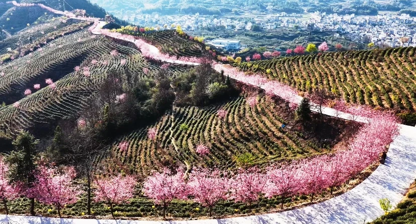 皖休寧縣：春暖花開十里櫻 茶園疊翠醉遊人