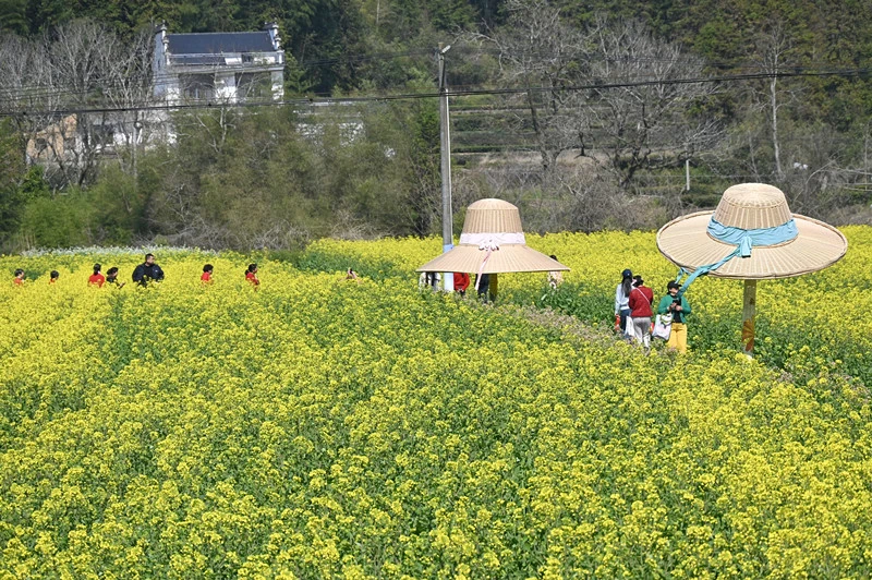 皖休寧縣：油菜花開春意濃 金色田園引客來