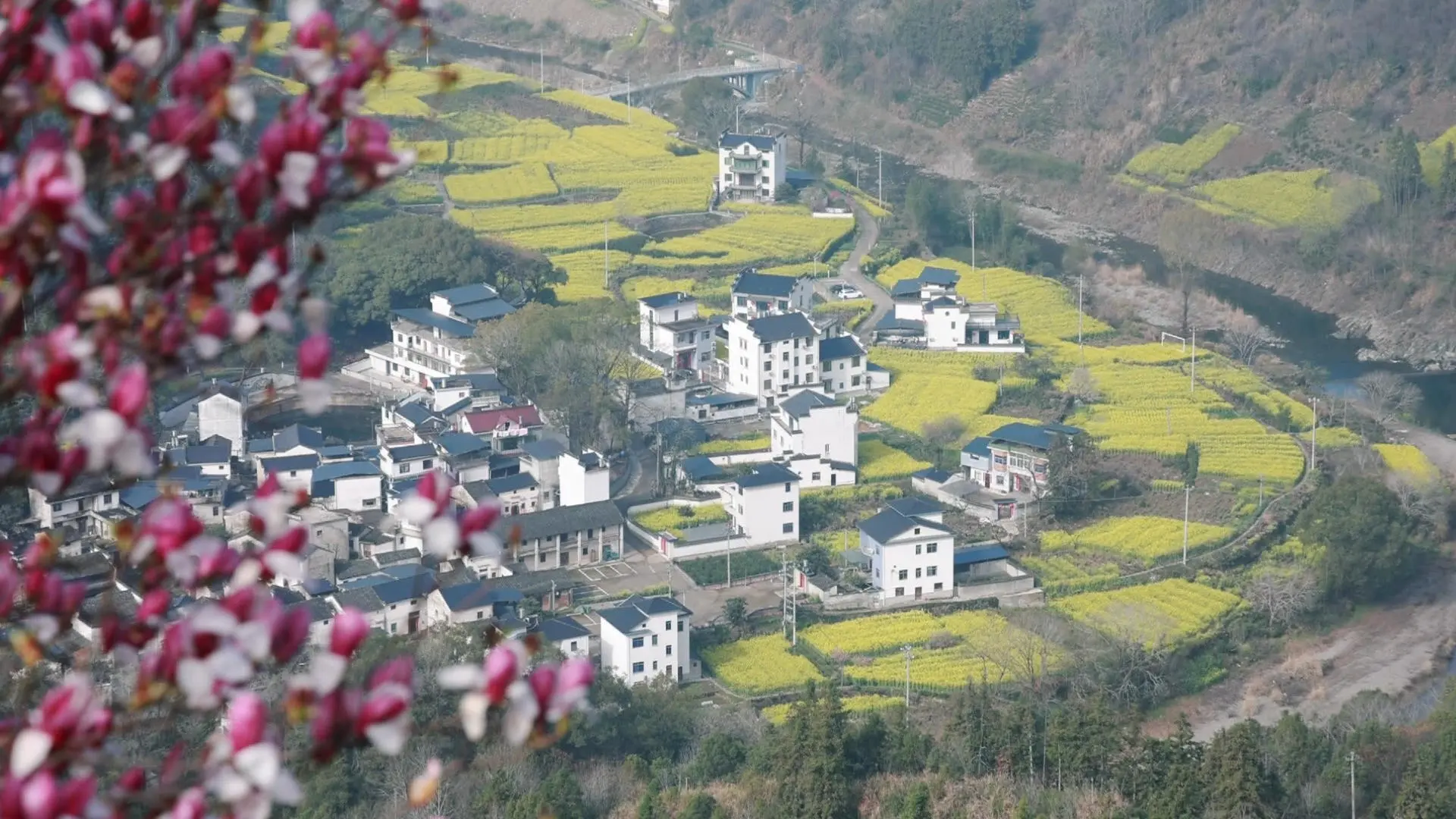 皖歙縣：石潭花海客如雲