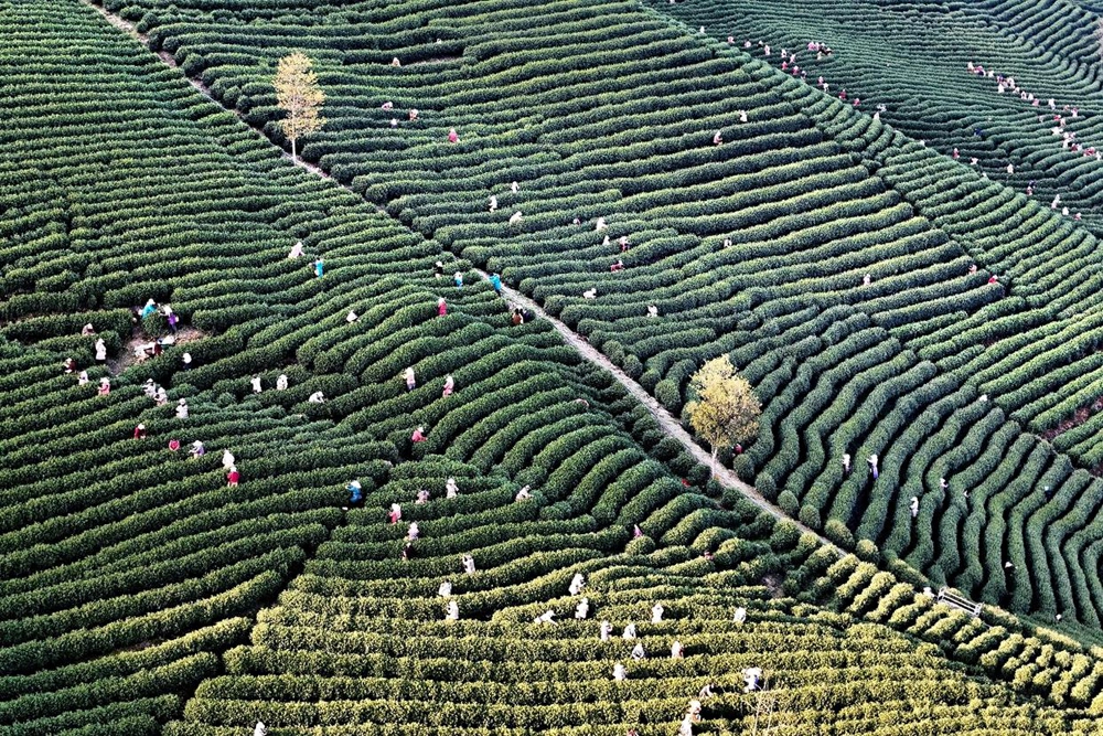 省委一號文件錨定千萬工程 浙茶飄香築共富