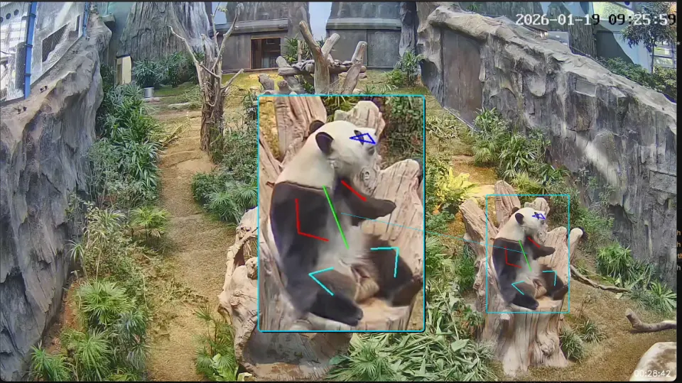 海洋公園運用人工智能解讀大熊貓及其他標誌性物種行為