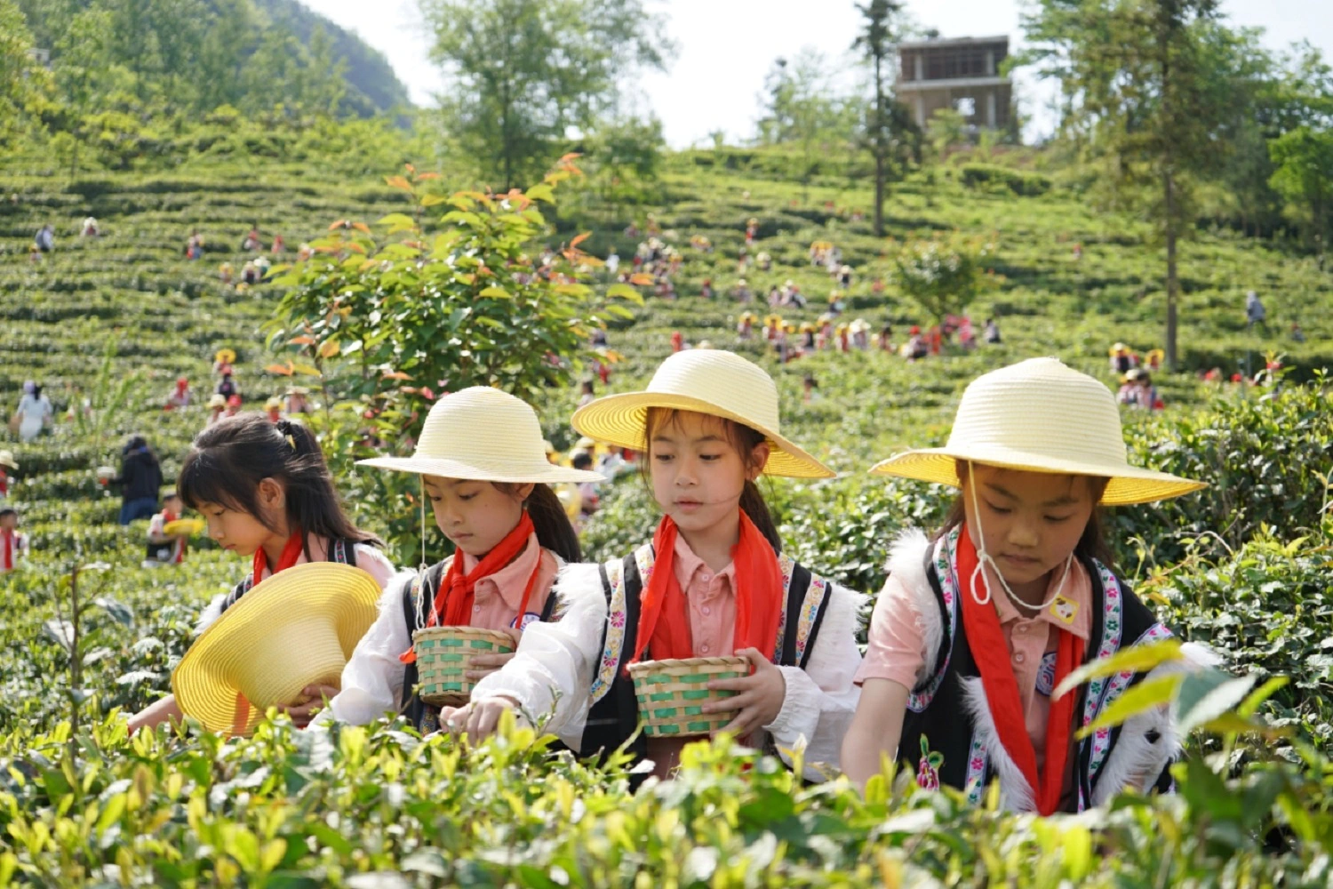 羌山享春假  來四川北川邂逅春日最美風情