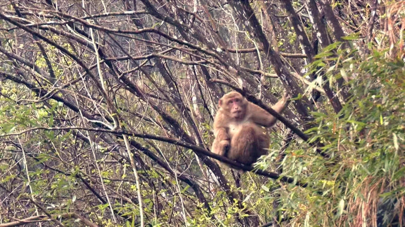 皖黟縣：猴群下山引客來 生態柯村添野趣