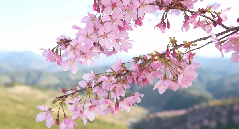 當春假「撞上」清明  皖休寧縣推系列活動解鎖「美好春光」