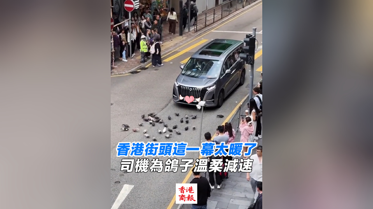 有片丨香港街頭這一幕太暖了 司機為鴿子溫柔減速