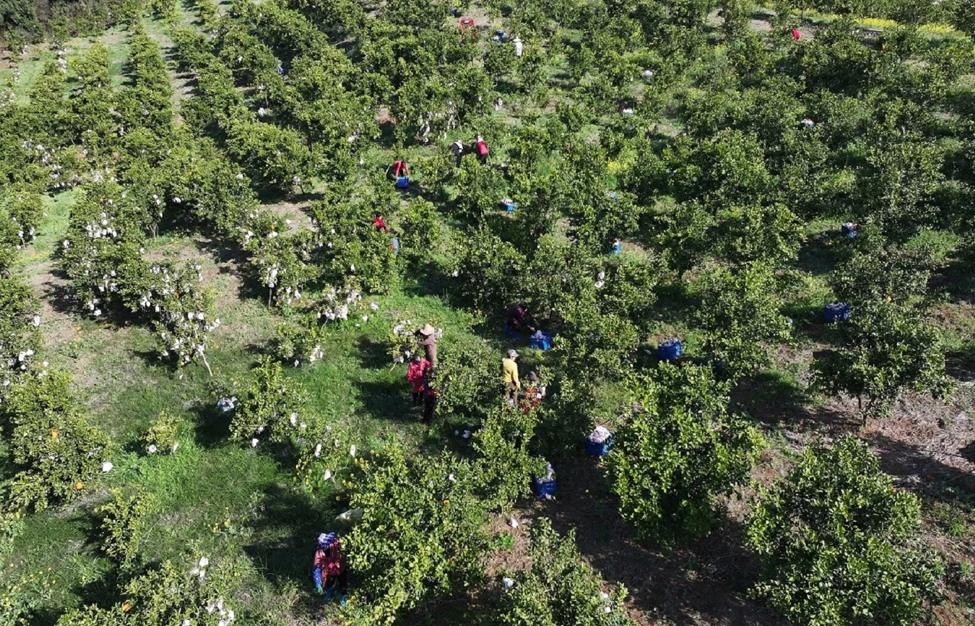 四川梓潼春見耙耙柑豐收 新鮮味美熱銷全國各地市場