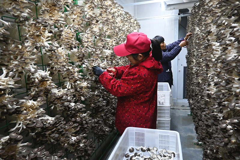 皖祁門小路口鎮：食用菌產業「加數」提質增效