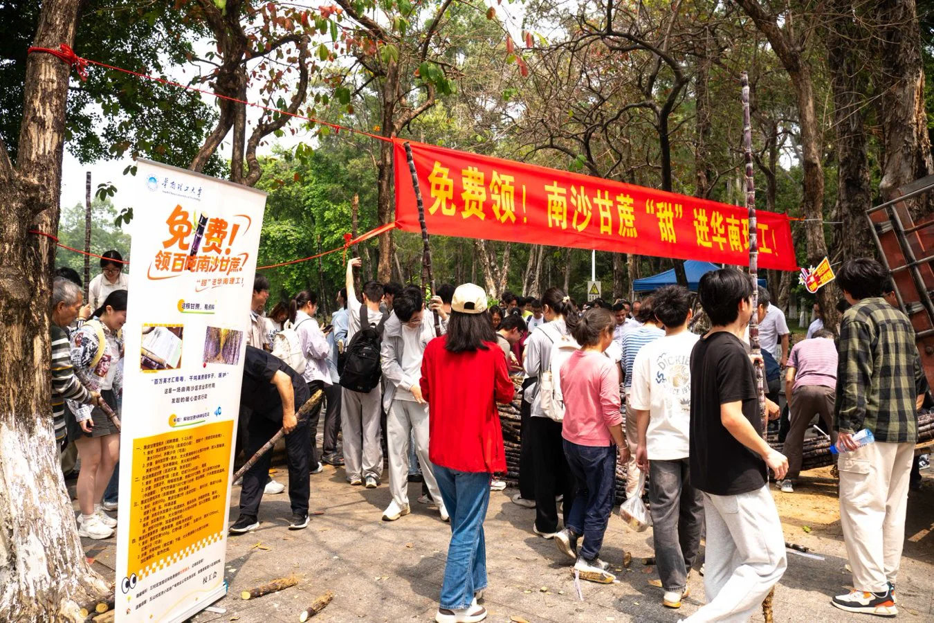 百噸南沙甘蔗華南理工大學免費送師生  除了吃、製糖  甘蔗更有大用處