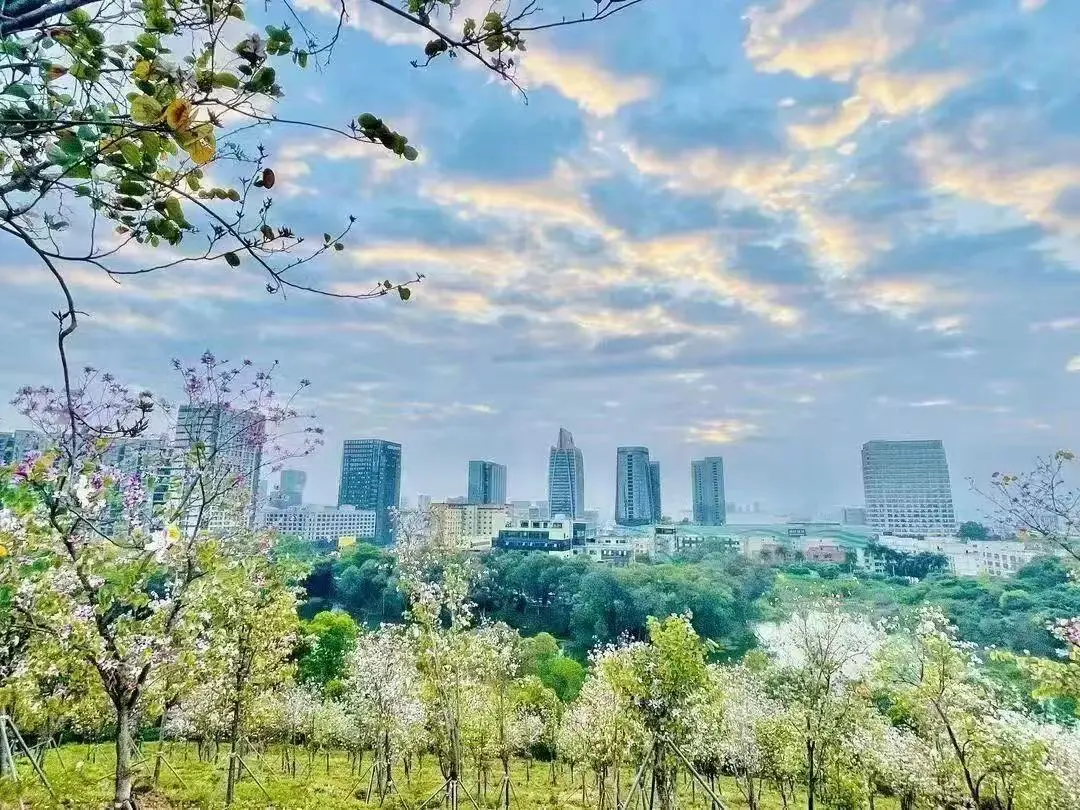 搶灘半導體「新藍海」 深圳平湖「礪劍工程」淬鍊青年幹部