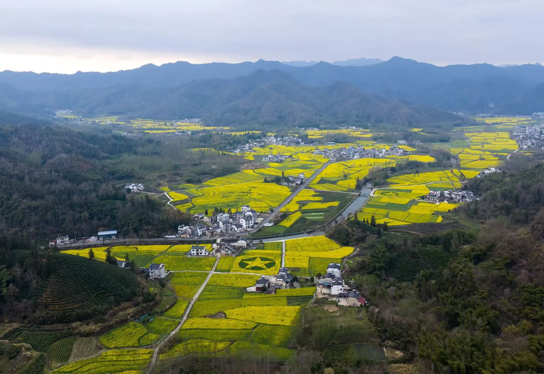 皖黟縣柯村鎮：以花為媒推農文旅深度融合